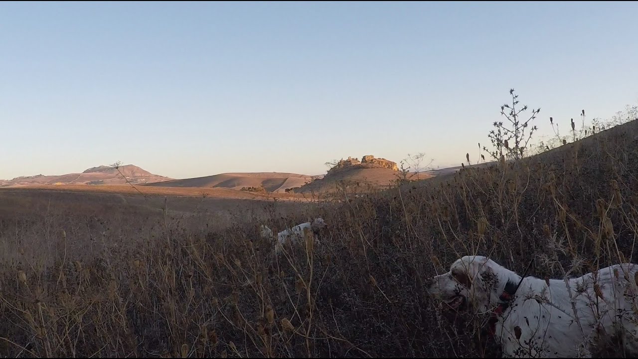 Caccia alla Quaglia in Sicilia 2016
