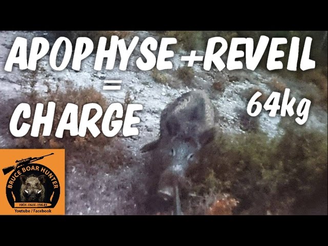 Caccia al Cinghiale è…sangue freddo!