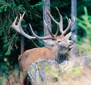 Caccia in Valle d'Aosta