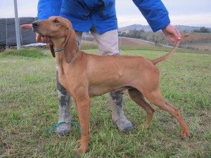 Cani da seguita su lepre e cinghiale