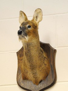 Whater Chinese Deer_003