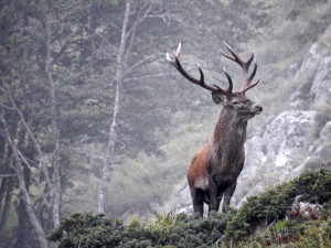 Caccia al cervo