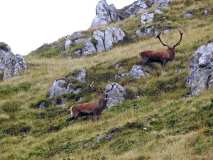 Cacciatori bellunesi