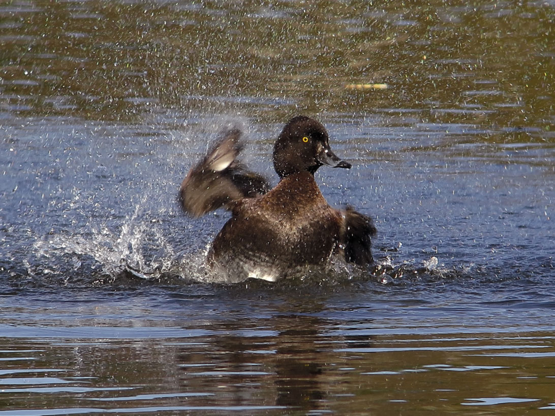 Tufted Duck digisoping_swarovski_optik_moretta