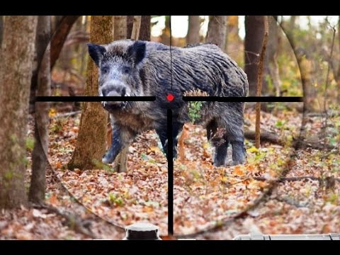 Caccia al Cinghiale in battuta