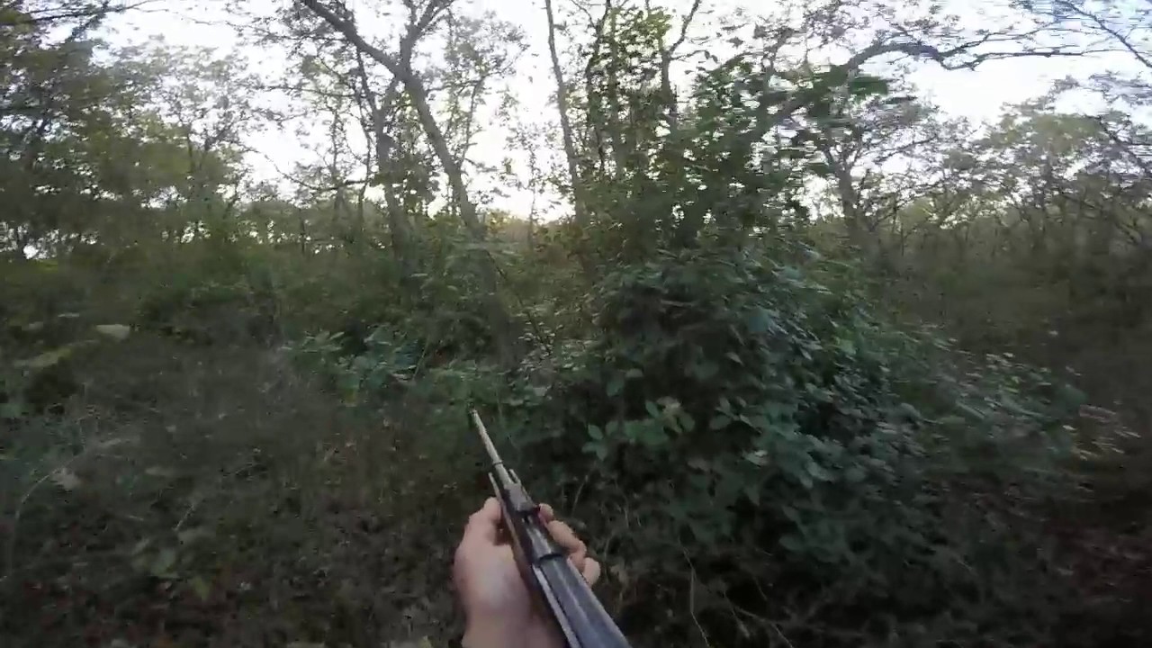 Caccia al Cinghiale alla cerca