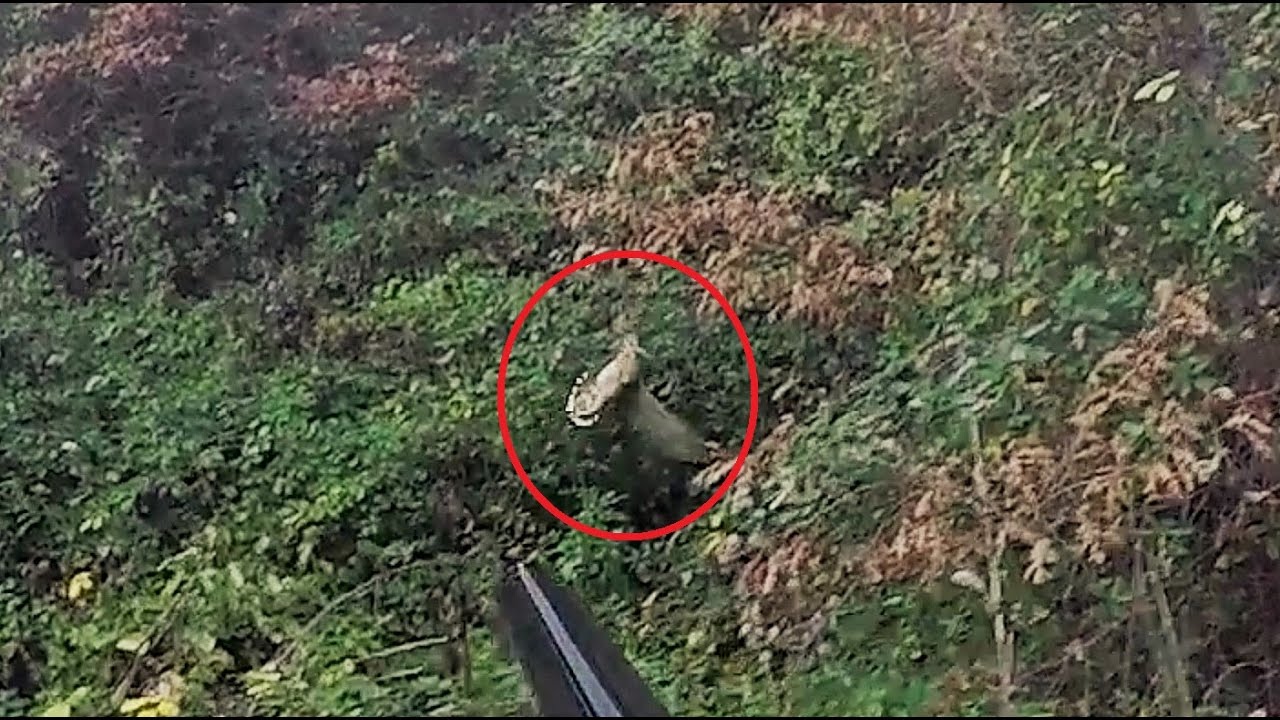 Caccia alla Beccaccia…clamorosa padella