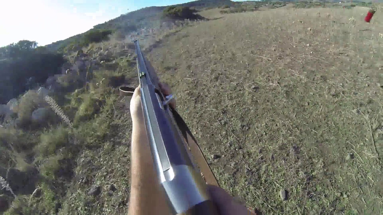 Caccia al Tordo con Espagneul Breton