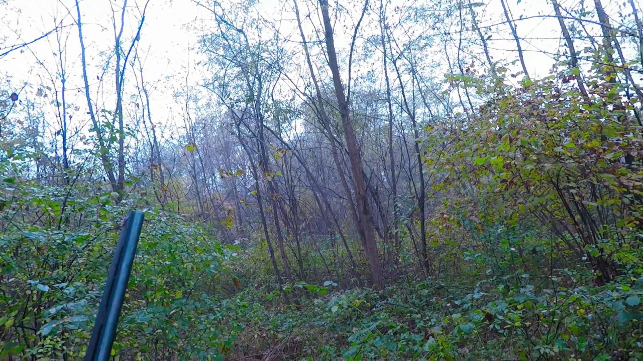 Caccia alla Beccaccia con setter inglese