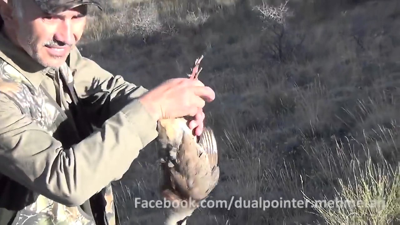 Caccia e Cani: a caccia con i Pointer