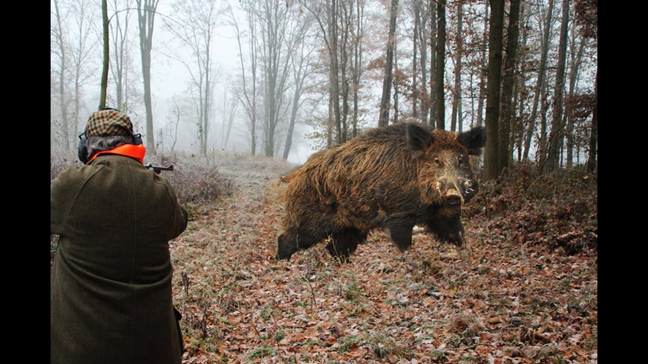 Caccia al Cinghiale, compilation di tiri