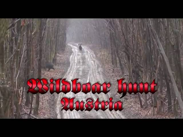 Caccia al Cinghiale in Austria