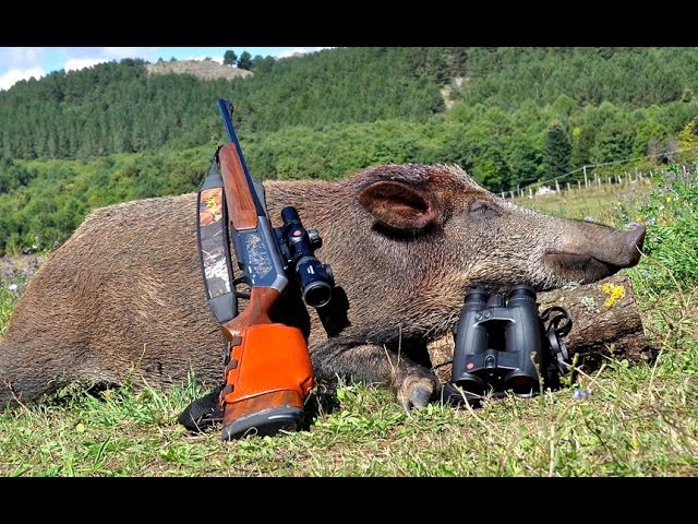 Caccia al Cinghiale in Francia