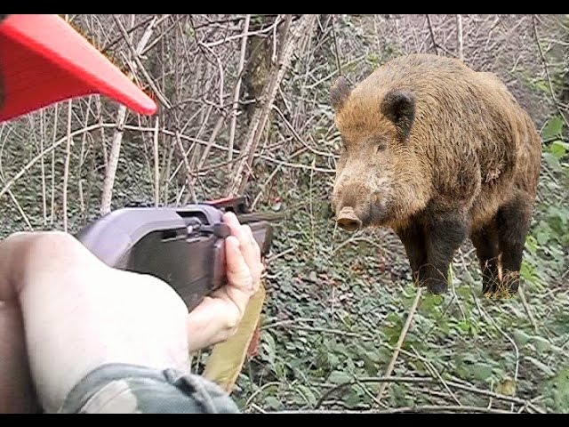 Caccia al Cinghiale in slow motion