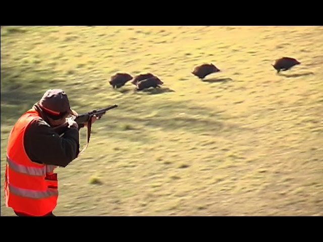 Caccia al Cinghiale sugli Appennini