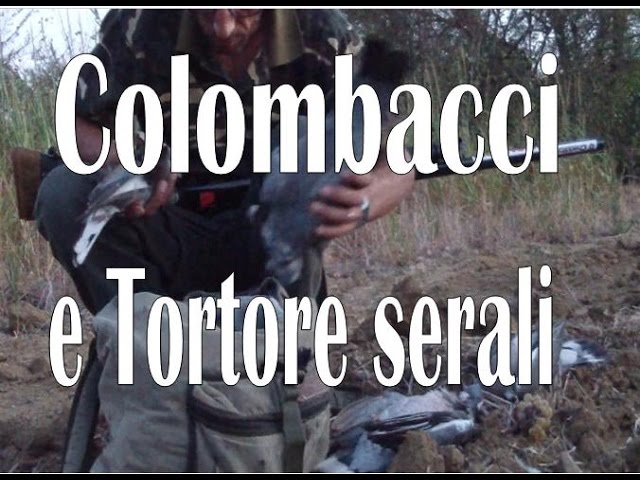 Caccia a Colombacci e Tortore di rientro