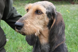 Test gratuiti sui cani da caccia