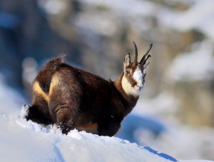 Trofei di fauna alpina