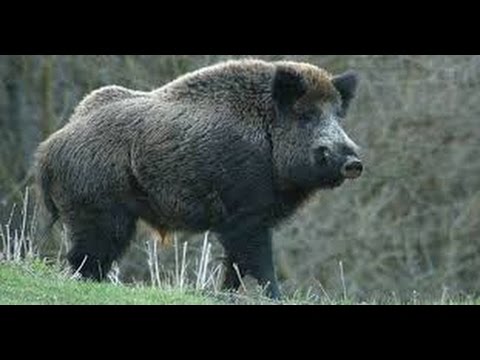 A caccia di cinghiali – Hunting for wild boar. Nice shot..