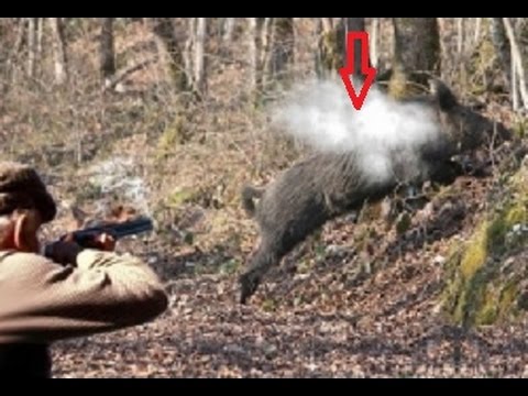 Caccia al Cinghiale: 10 tiri…al limite