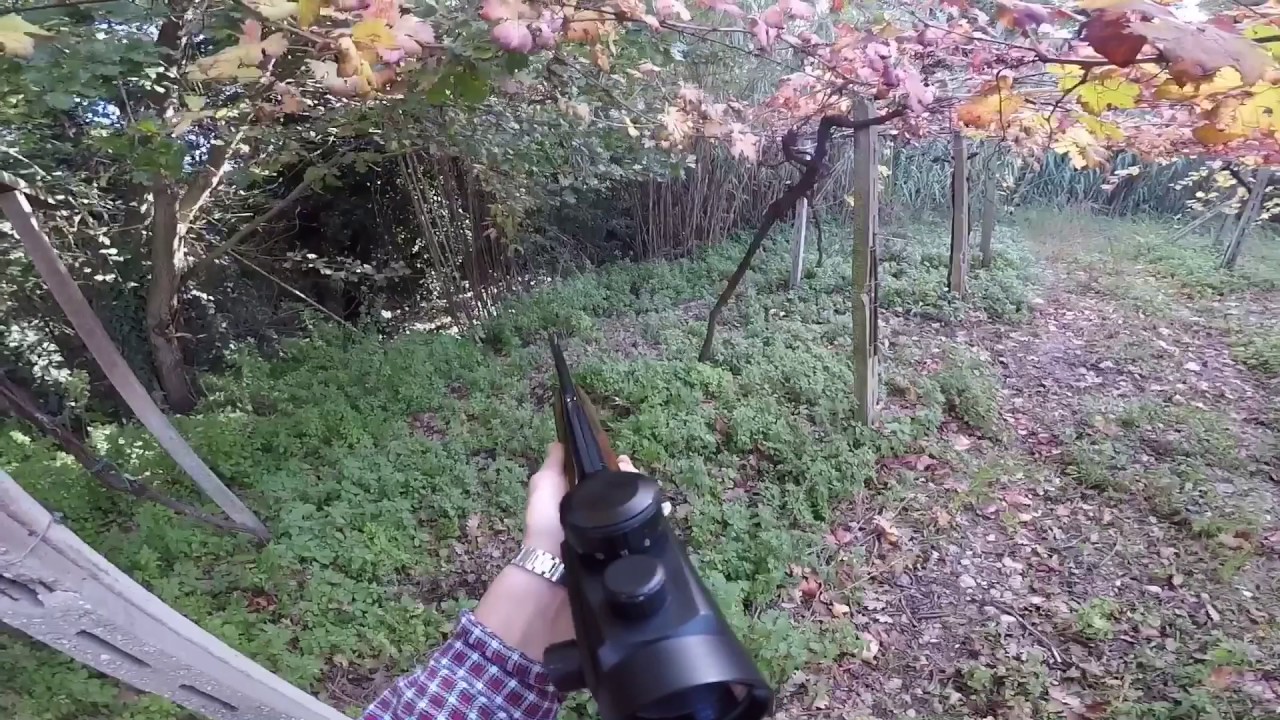 Caccia al Cinghiale nella vigna