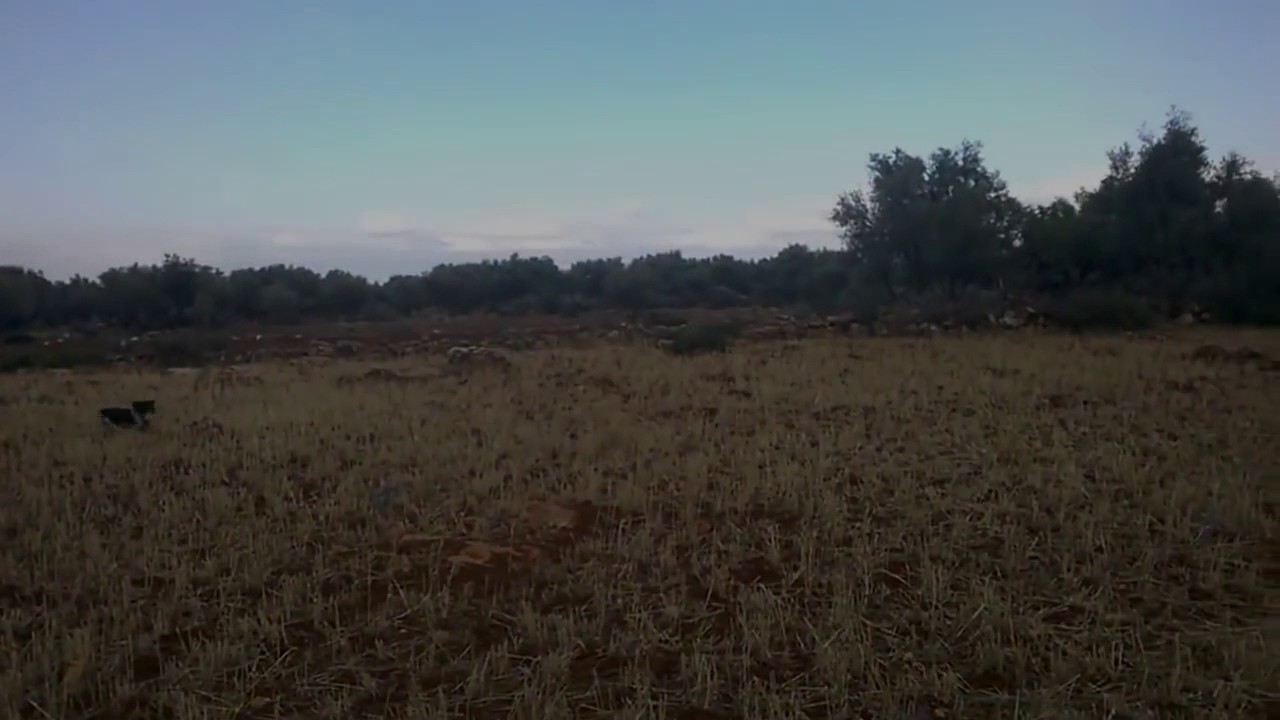 Caccia e cani: Espagneul Breton, ferma e sparo