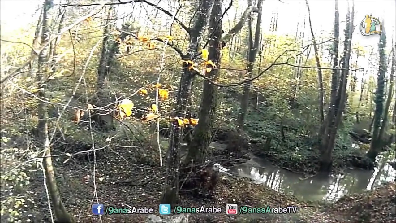 Caccia al Cinghiale, i 10 migliori tiri