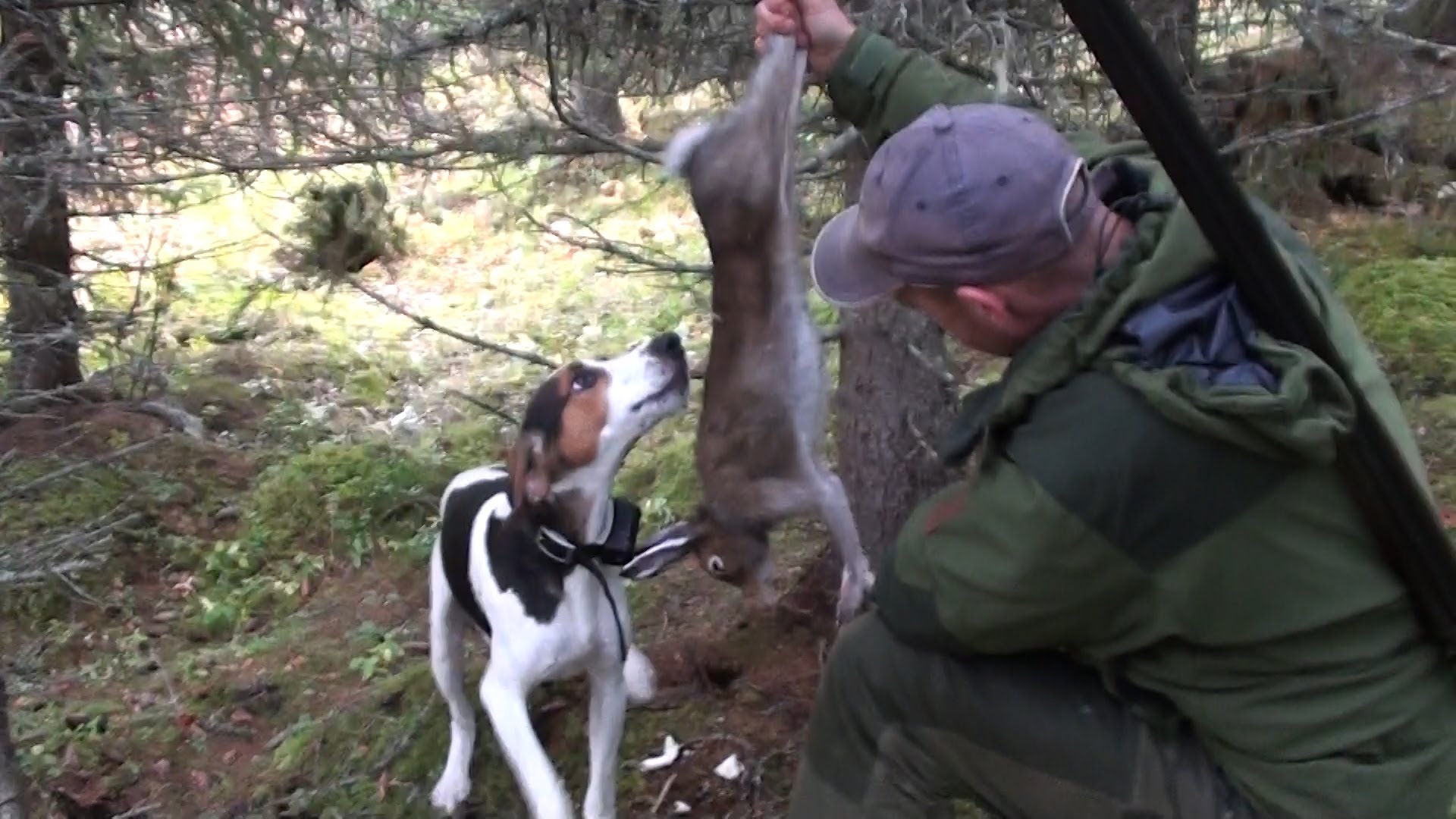 Видео hunting