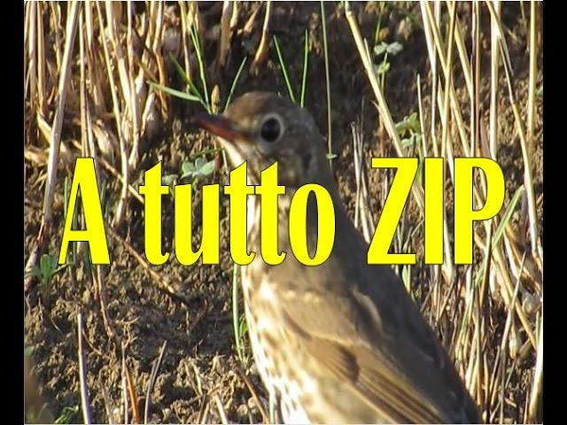 Caccia ai Tordi con richiamo, lo zip
