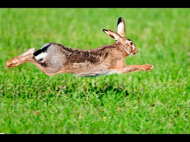 Caccia fagiano e lepre in Ungheria