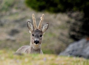 Caccia a daini e caprioli