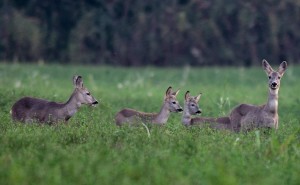 Prelievo selettivo del capriolo in Toscana