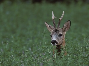 Caccia di selezione al capriolo