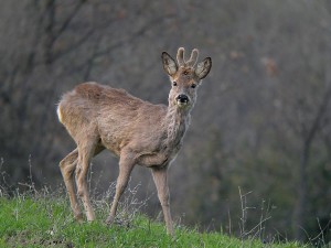 Caccia di caprioli