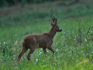 Censimenti del capriolo