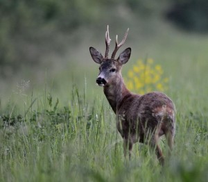 Agricoltori liguri