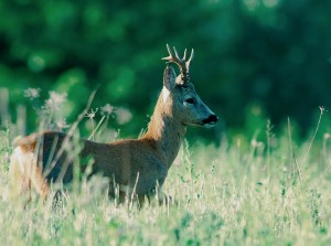 Caccia al capriolo maschio