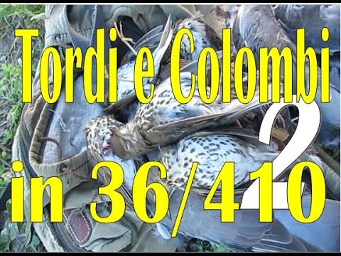 Caccia a Tordi e Colombacci con sovrapposto 36/410