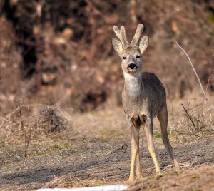 Caccia di selezione al capriolo