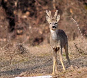 Caccia di selezione al capriolo