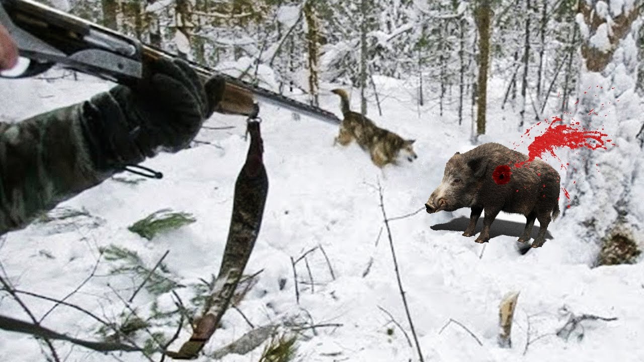 Caccia al Cinghiale in giro per il mondo