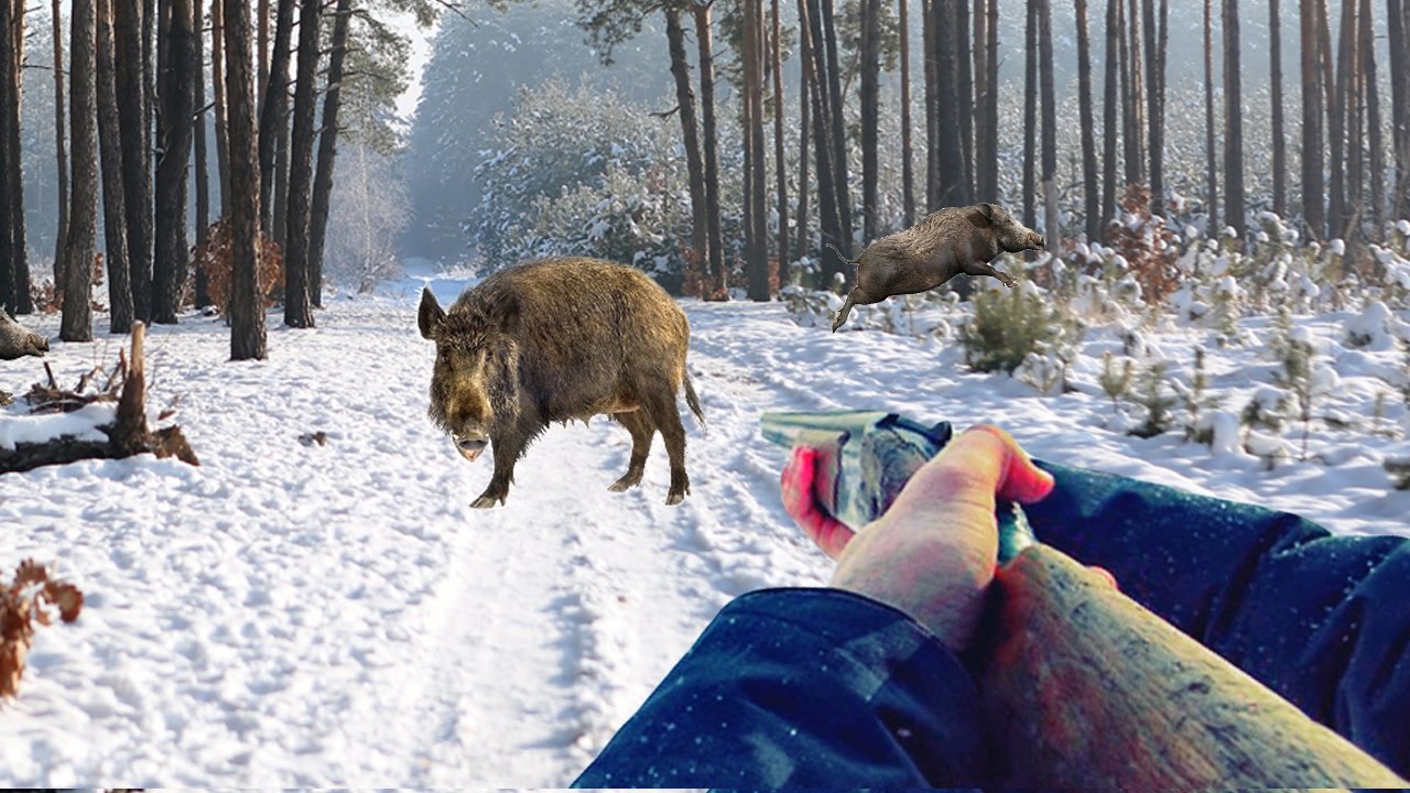 Caccia al Cinghiale…compilation