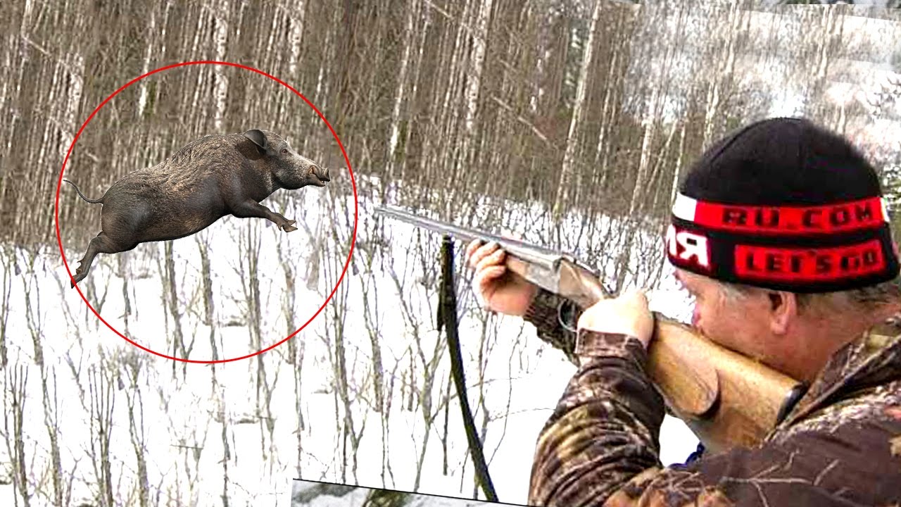 Caccia al Cinghiale… in giro per il mondo