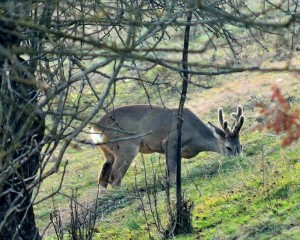 Caccia al capriolo e daino