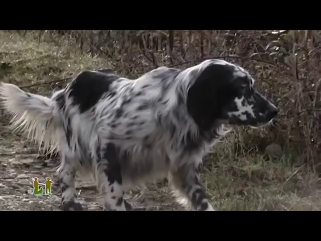 Caccia al Fagiano in Umbria