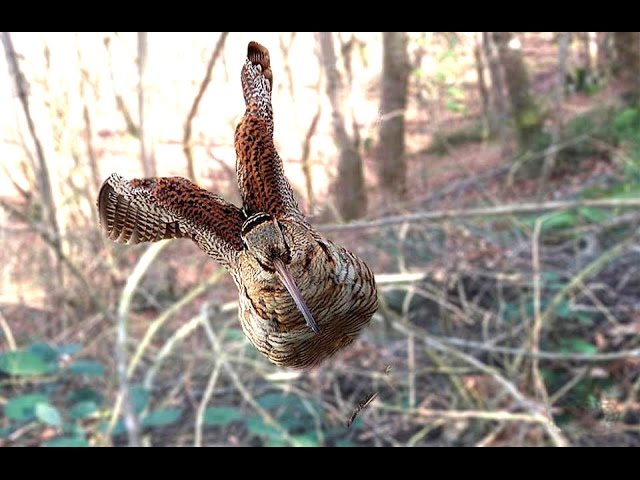 Caccia alla Beccaccia con gli dei