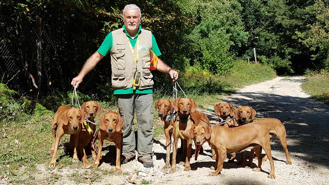 Bella muta di segugi maremmani impiegati su cinghiale segugi_maremmani_Bella muta di segugi maremmani impiegati su cinghiale