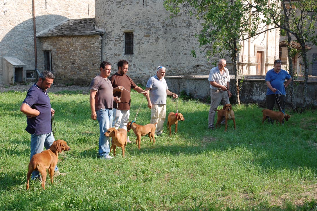 Un raduno dedicato al segugio maremmano segugi_maremmani_Un raduno dedicato al segugio maremmano