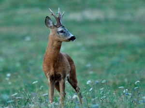 Caccia di selezione al capriolo