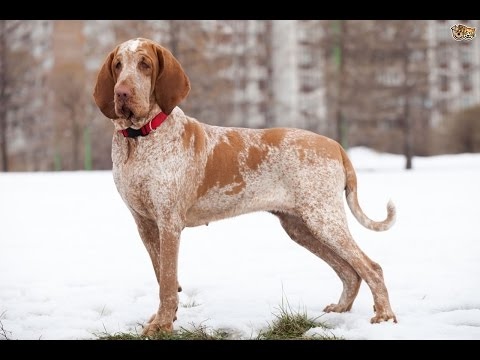 Caccia e Cani: Bracco Italiano e Spinone Italiano